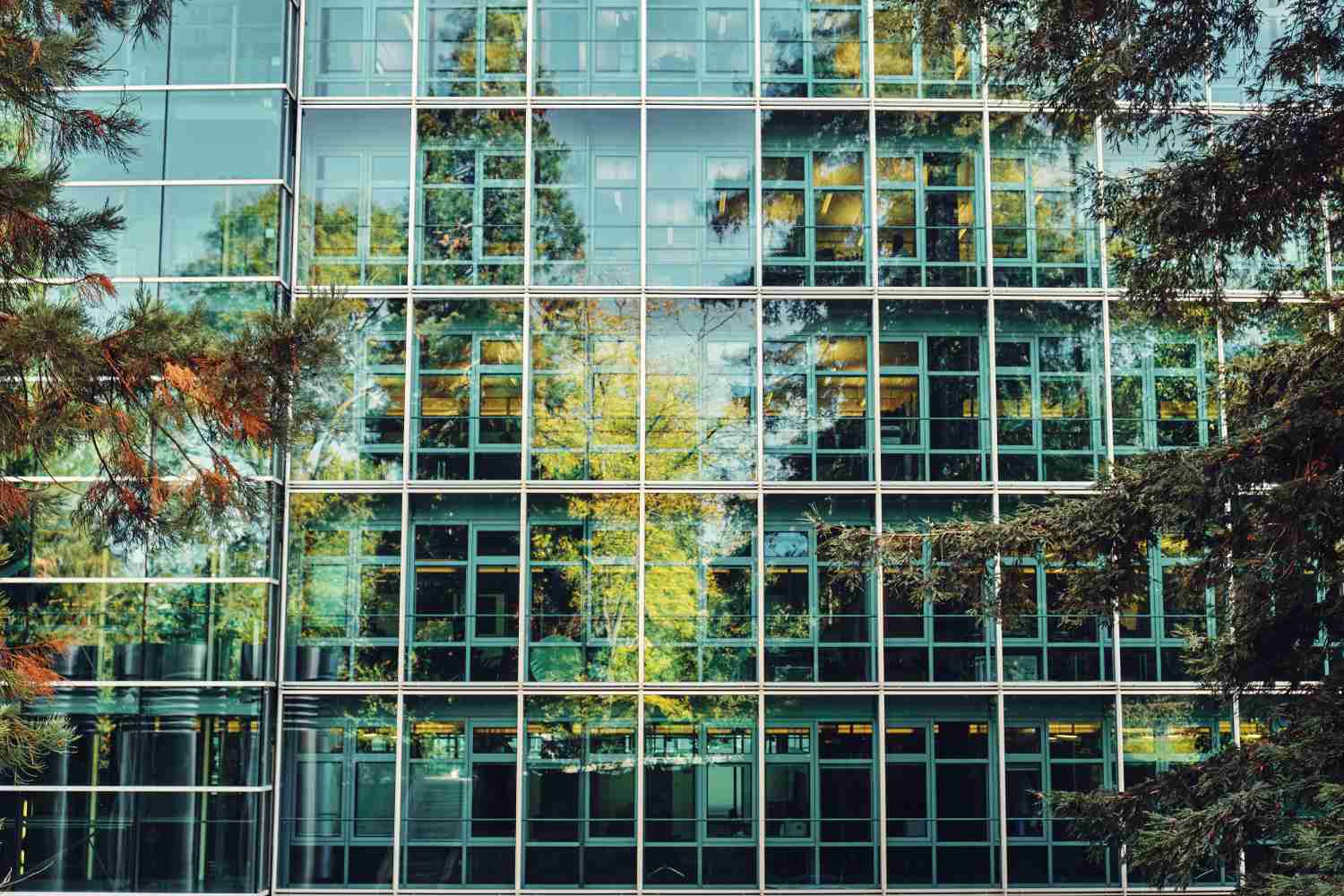 Façade of an office building in which trees are reflected. A pine tree and another conifer are cropped in the foreground. Overall, the picture is very green.